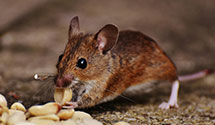 marine-and-boat-pest-control Experts in Smith College